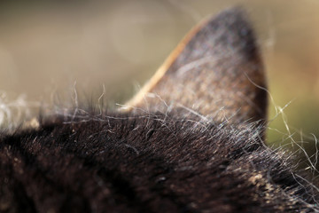 Haarausfall bei Fellwechsel bei Haustieren. Eine Katze mit Haarausfall