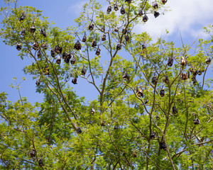 Mauritian Flying Fox