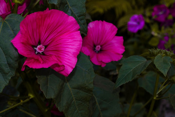 Pink Lavatera flower. In green nature