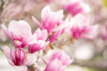 Fototapeta na wymiar Magnolia bliss