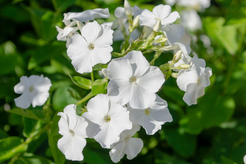 White phlox flowers. Close view on white phlox flowers in summer