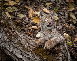 Siberian Lynx Kitten in Autumn Colors Kalispell Montana USA