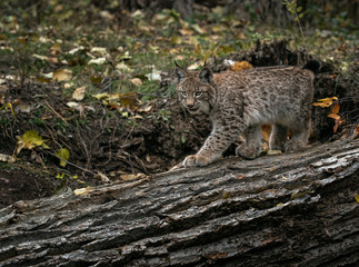 Siberian Lynx Kitten in Autumn Colors Kalispell Montana USA