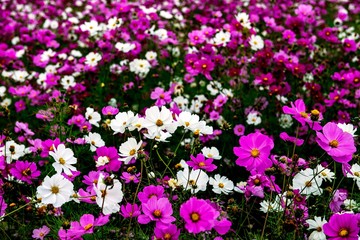 風土記の丘のコスモス