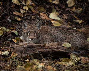 Naklejka na ściany i meble Siberian Lynx Kitten in Autumn Colors Kalispell Montana USA