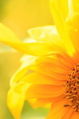  Backgrounds and textures concept. Fragment of a growing sunflower on a blurred background. Yellow flower background.