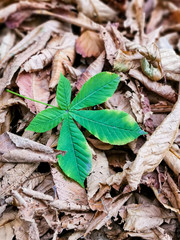 Green maple leaf among dry fallen ones on the ground. Young green maple leaf among old fallen autumn background. A freshly fallen green leaf lying on top of a carpet of dead leaves. 