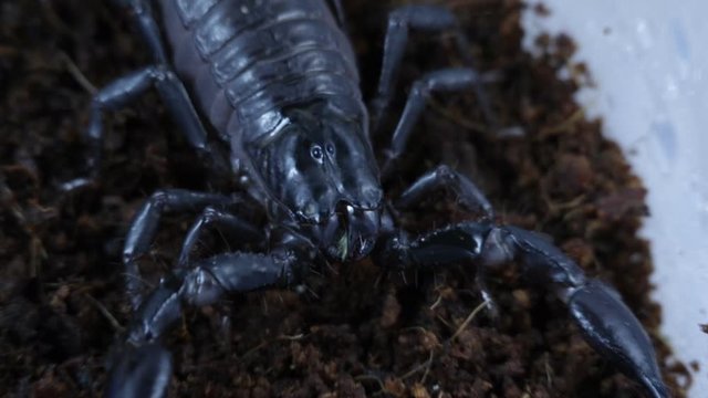 Macro of a scorpion sitting on the ground