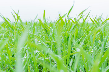 Winter crop grows in the field