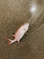 PESCADO 