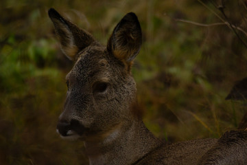 Roe deer laying on the ground in an autumn garden.