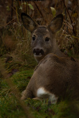 Roe deer laying on the ground looking into the camera with the white tail visible.