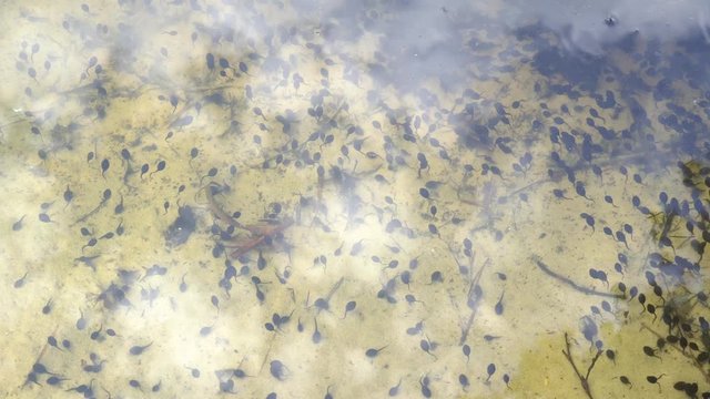 black tadpoles in a pond. Toad tadpoles. Tadpole frog life cycle