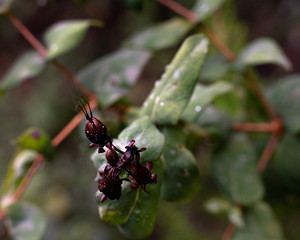 Red Fruit