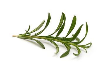 Rosemary branch, isolated on white background
