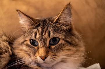 Cat face Looking Bored