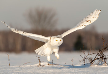 Snowy Owl taking flight, Ontario Canada