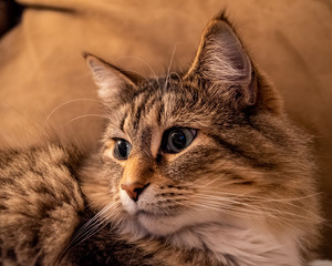 Cat Face Looking Left