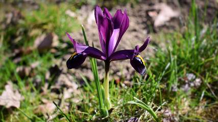 Iris reticulata George. Little violet Iris. Purple spring flower.  Drwarf Iris George