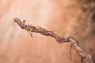 Scorpion on branch in desert, Zion Natural Park in Virgin, Utah