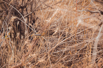 Fototapeta premium Scorpion in desert, Zion Natural Park in Virgin, Utah