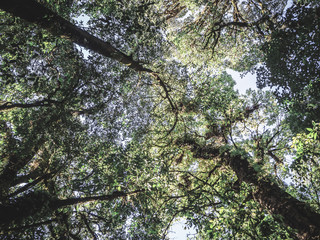 Rainforest in Doi Inthanon National Park , Thailand