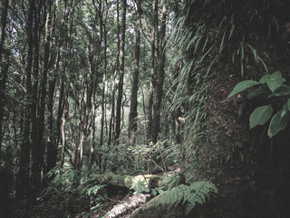 Rainforest in Doi Inthanon National Park , Thailand