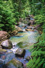 flowing through the rainforest 