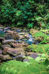 river through the rainforest