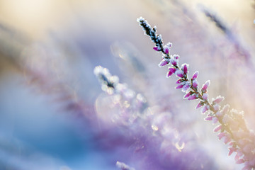 Winter background with frosted heather flowers, snow and ice crystals glittering in sunlight