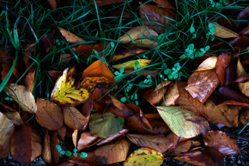 Park in an autumn day
