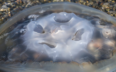 Big dead jellyfish on the sand surface. Overhead shot of a giant medusa.