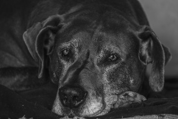Bonito cão deitado a preto e branco