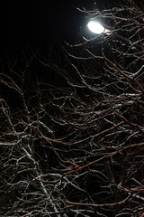 Branches under the snow