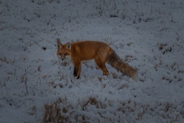 Fototapeta premium Fox in winter