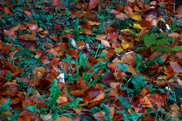 Autumn in an urban park