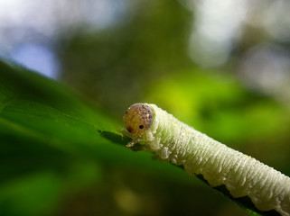 caterpillar on leaf