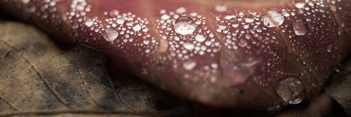 Raindrops on a red leaf closeup. Autumn forest.