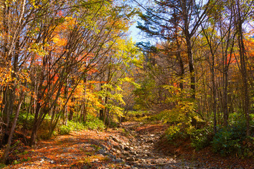 Obraz premium トムラウシの紅葉