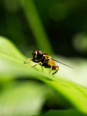 fly on flower