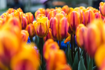 Detail view on multiple Hollandian tullips