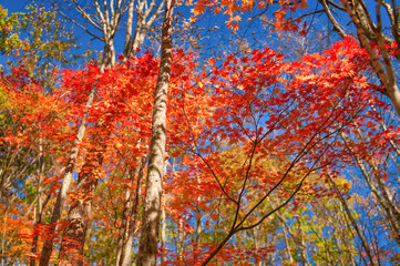 トムラウシの紅葉
