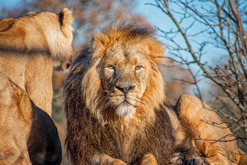 Male lion laying on a rock