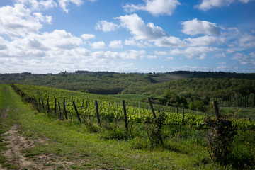 Fototapeta na wymiar Italian vineyard