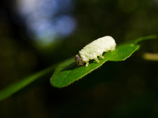 caterpillar on leaf