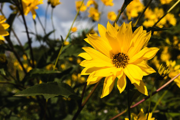 Multiple yellow schweinitz Sunflower against the cloudy sky