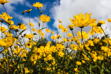 Fototapeta na wymiar Multiple yellow schweinitz Sunflower against the cloudy sky