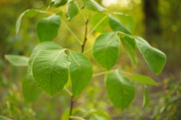 Fresh green leaves grow in the forest, soft selective focus.