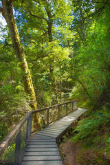 wooden bridge in the forest