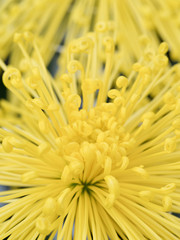 菊の花　管物菊